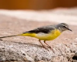 Alpispa (Motacilla cinerea canariensis)