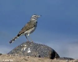 Bisbita caminero o de Berthelot (Anthus berthelotii)