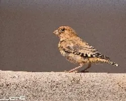 Camachuelo trompetero (Bucanetes githagineus amantum)
