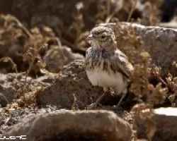 Terrera Marismeña, Calandrella rufescens