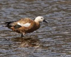 Tarro canelo (Tadorna ferruginea)