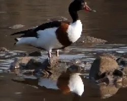 Tarro blanco, (Todorna todorna.)