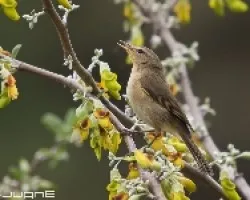 Mosquitero canario, Phylloscopus canariensis.
