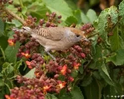 Curruca capirotada Ã¢â‚¬â€œ Sylvia atricapilla  (?)