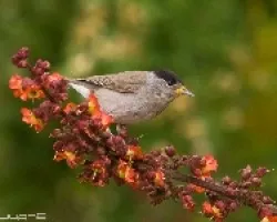 Curruca Capirotada.( Sylvia atricapilla heineken) macho