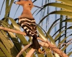 Abubilla (Upupa epops)
