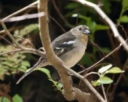 Pinzón Vulgar (Fringilla coelebs canariensis) (?)