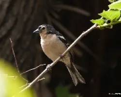 Pinzón Vulgar (Fringilla coelebs canariensis) (?)