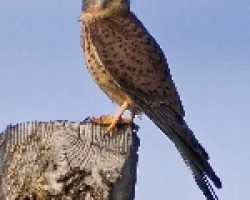 Cernicalo vulgar (falco tinnunculus canariensis)(?) 