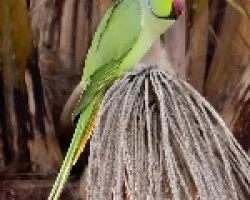 Cotorra de Kramer (Psittacula krameri)