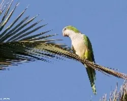 Cotorra argentina, (Myiopsitta monachus)
