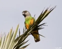 Lorito senegalés (Poicephalus senegalus)