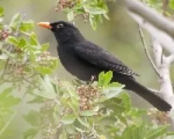 Mirlo macho.(Turdus merula cabrerae.)