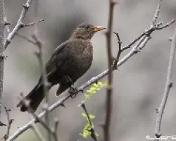 Mirlo hembra.(Turdus merula cabrerae.)