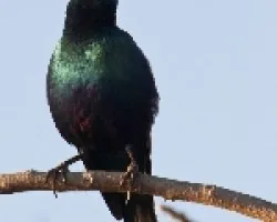 Estornino Azul Grande. Lamprotornis chalybaeus.