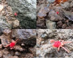 aracnido?