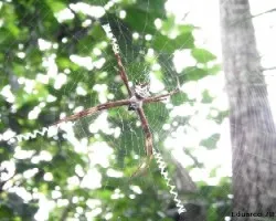 Araña en el jardín
