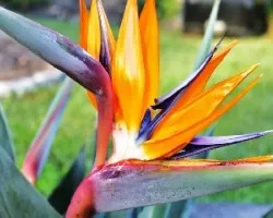 strelitcia (ave del paraiso)