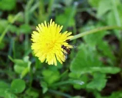 diente de leon con invitado sorpresa