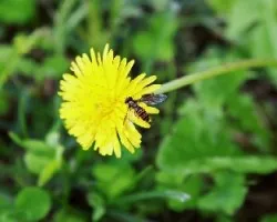 diente de leon con invitado sorpresa