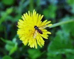 diente de leon con invitado sorpresa