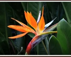 Ave del paraiso(Strelitzia reginae)