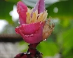 agua y flor