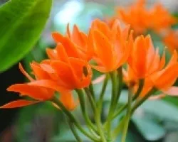 En naranja