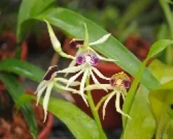Orquidea Bellla