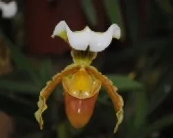 Orquídea Espacial