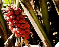 flor fruto