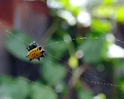 Araña