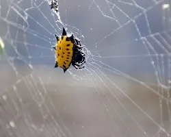 Araña