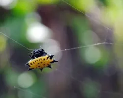 Araña