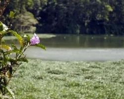 Flor en embalse