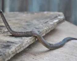 Culebra
