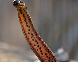 Culebra 3