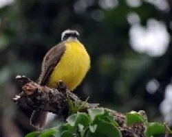 Pecho Amarillo