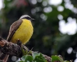 Pecho Amarillo (v2)