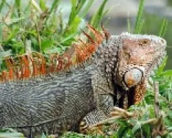 Iguana