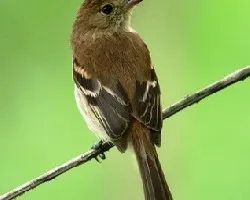 Bran-colored Flycatcher