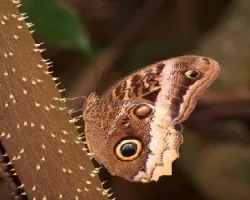 Caligo sp
