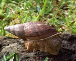 Molusco