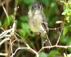 Black-capped Flycatcher (Empidonax atriceps)