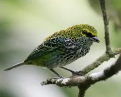 Tangara guttata (Speckled Tanager)
