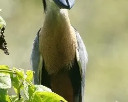 Boat-billed Heron (Cochlearius cochlearius)