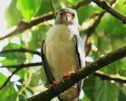 Leucopternis semiplumbea (Semiplumbeus Hawk)