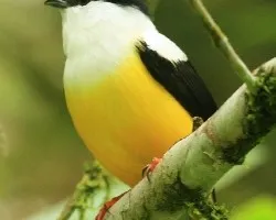 Manacus candei