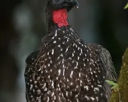 Penelope purpuracens (Crested Guan)