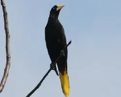 Crested Oropendola (Psarocolius decumanus)
